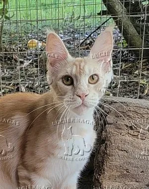 Bohemia, Maine Coon red silver tabby