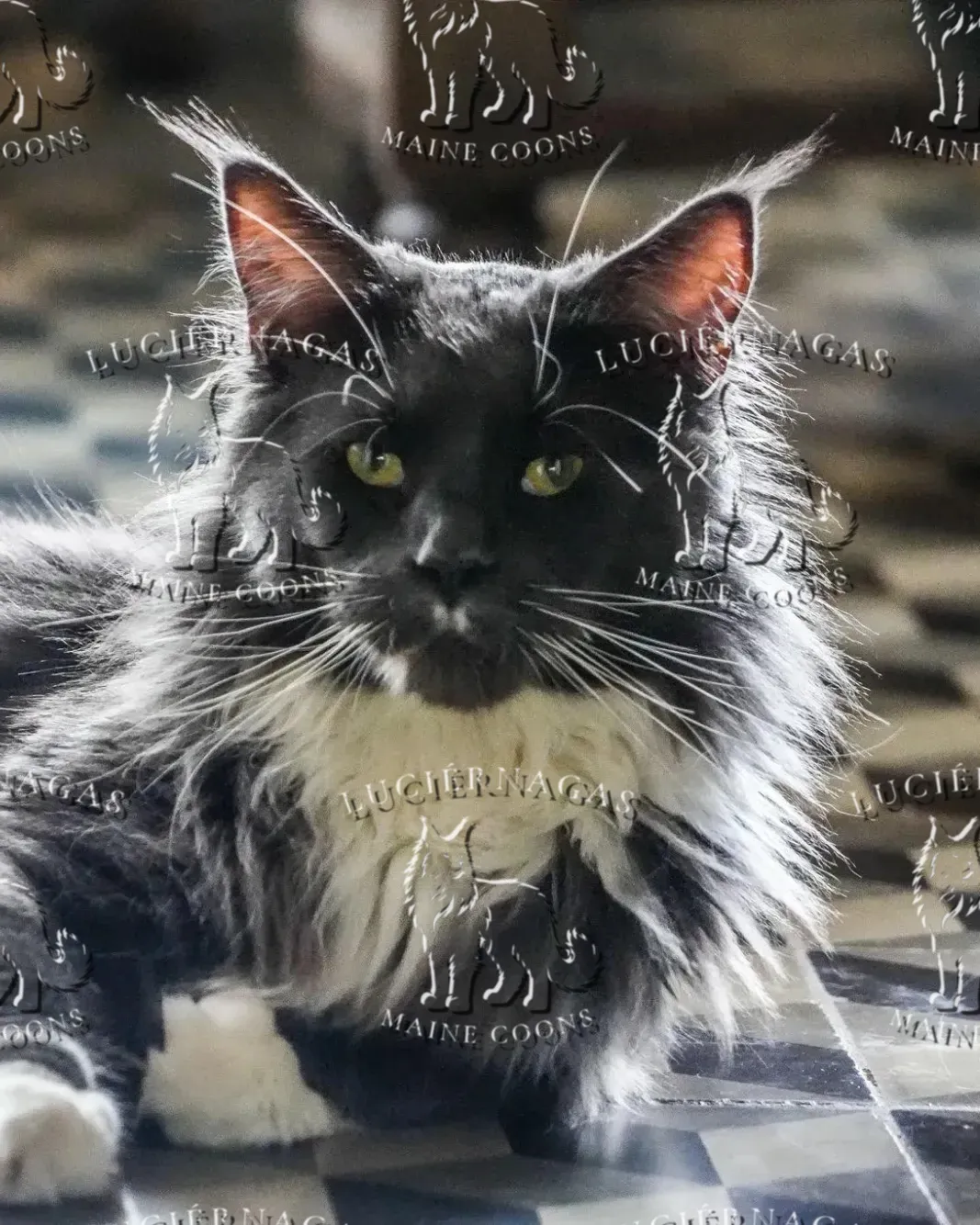 Free Grizzly, Maine Coon blue/white