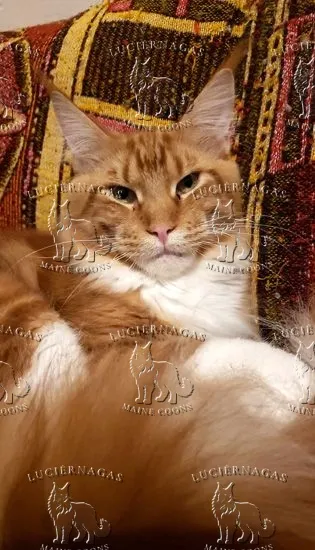 Osiris, Maine Coon red tabby/white