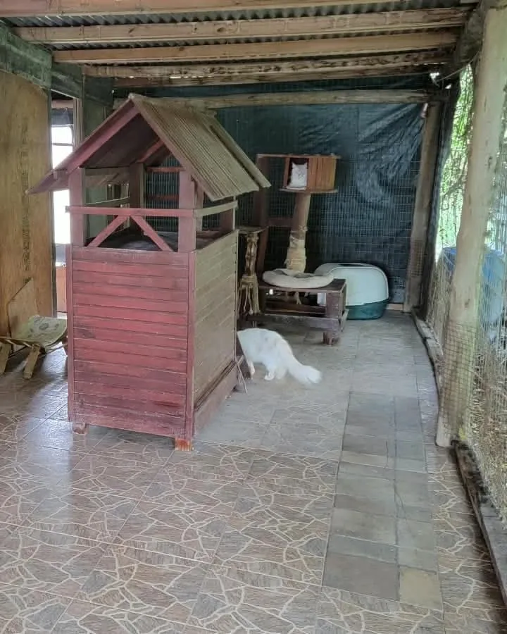 A little wooden house with a pitched roof, a white cat beside it and a scratching post behind, in the catio with the orange wall