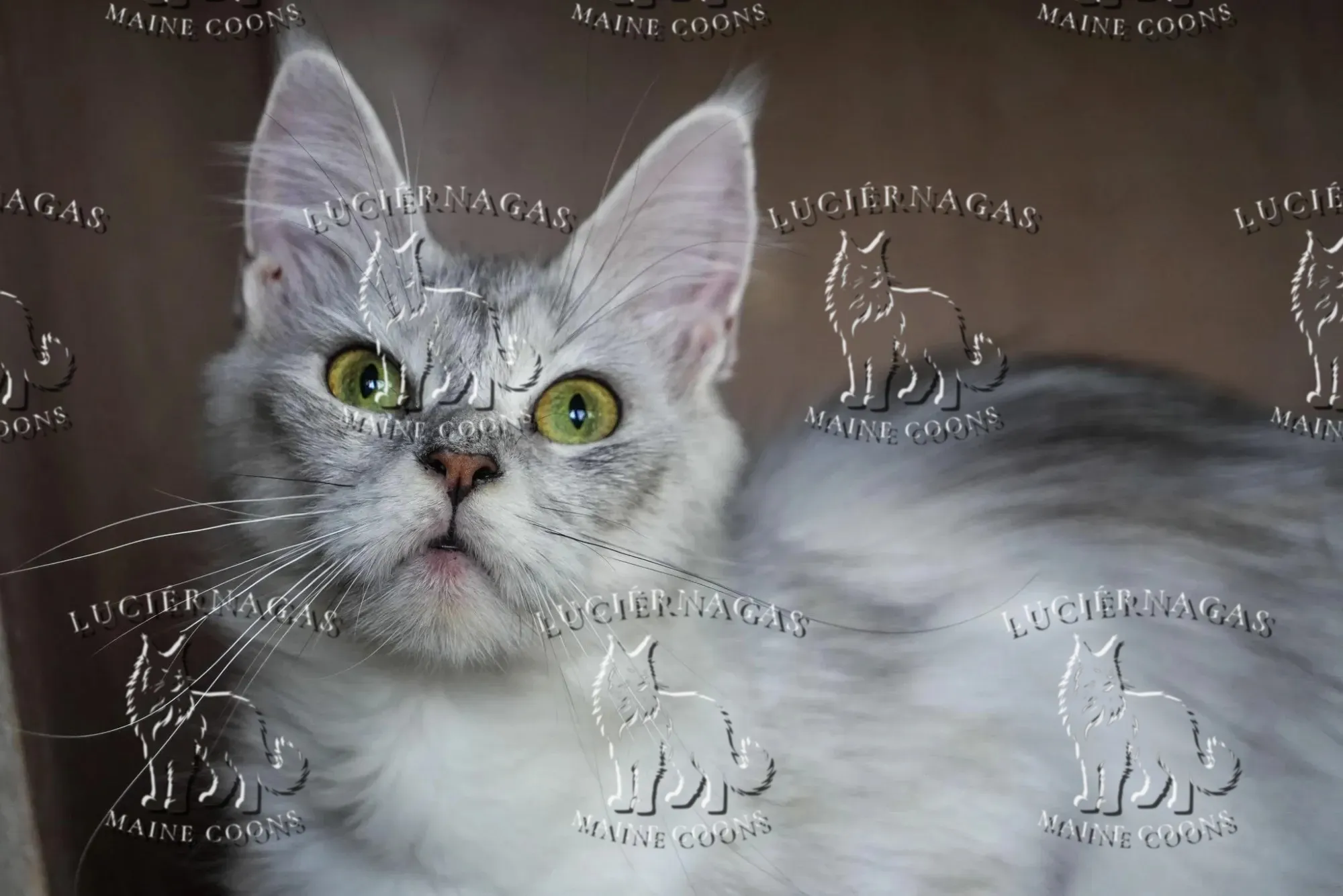 Amesha, Maine Coon black silver torbie shaded/white