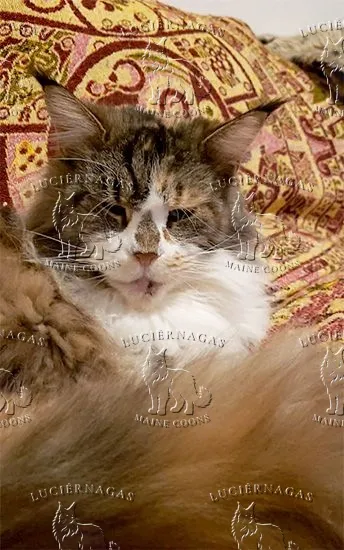 Up Grade, Maine Coon black torbie/white