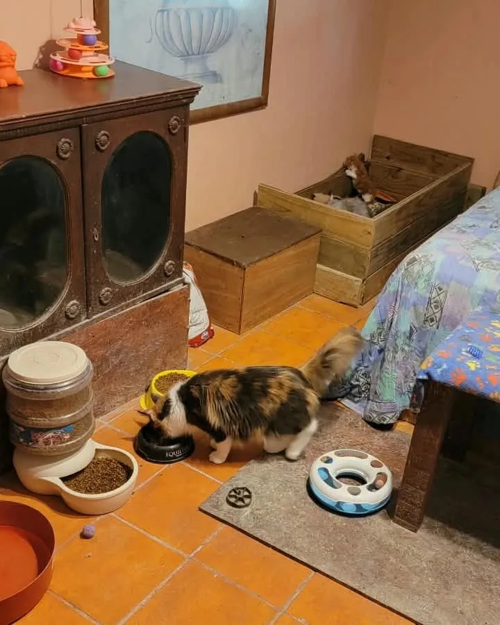 A calico cat eating from her bowl in the kitten room, beside a food dispenser and an antique cabinet