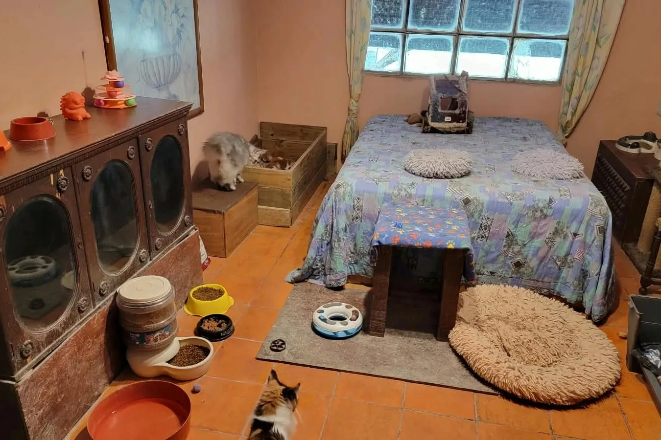 The kitten room: a large bed, an antique cabinet with a feeder and a wooden box where the kittens sleep, on an orange tiled floor