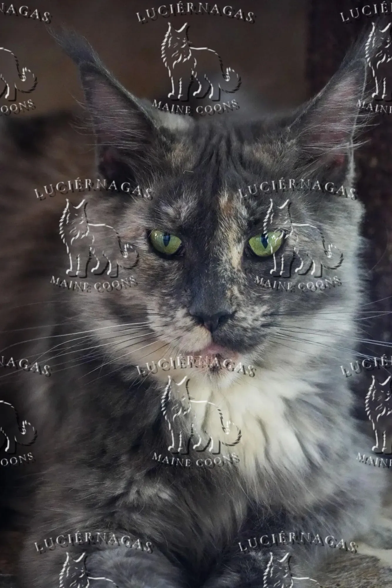 Honeymoon, Maine Coon blue tortie smoke
