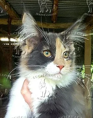 Famous Girl P, Maine Coon blue silver torbie/white