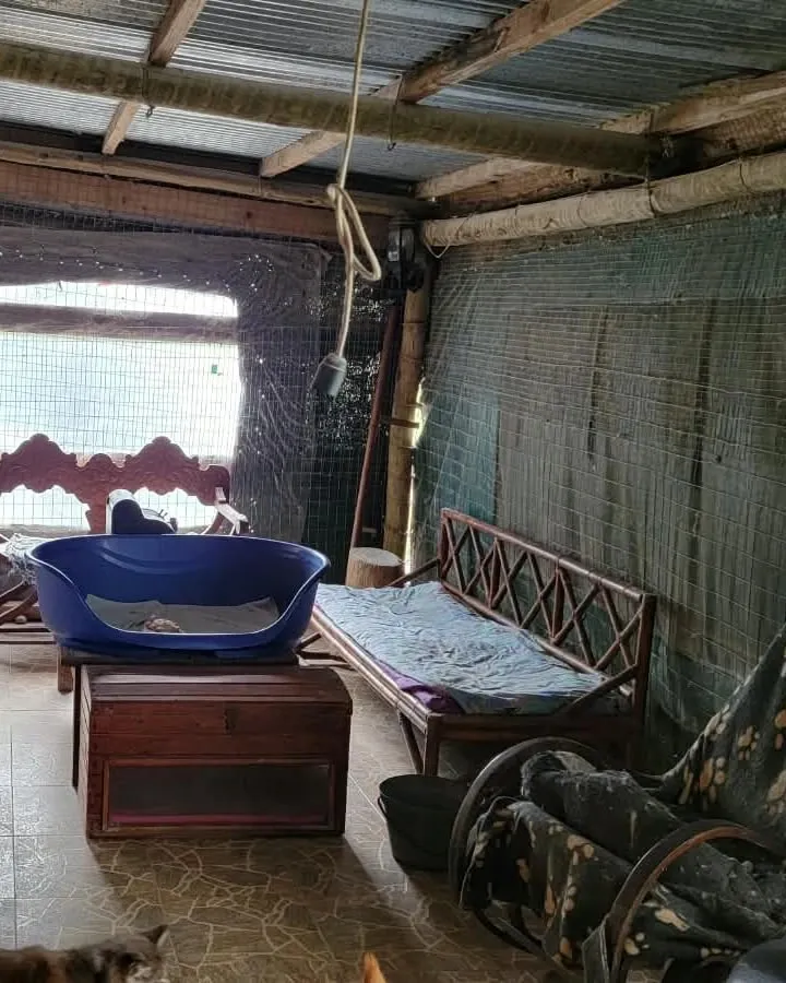 A corner of the males' catio: a blue pet bed on a wooden trunk, a bamboo daybed with a cushion and a rocking chair