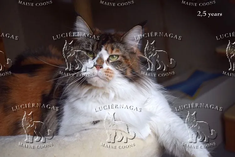 Up Grade, Maine Coon black torbie/white