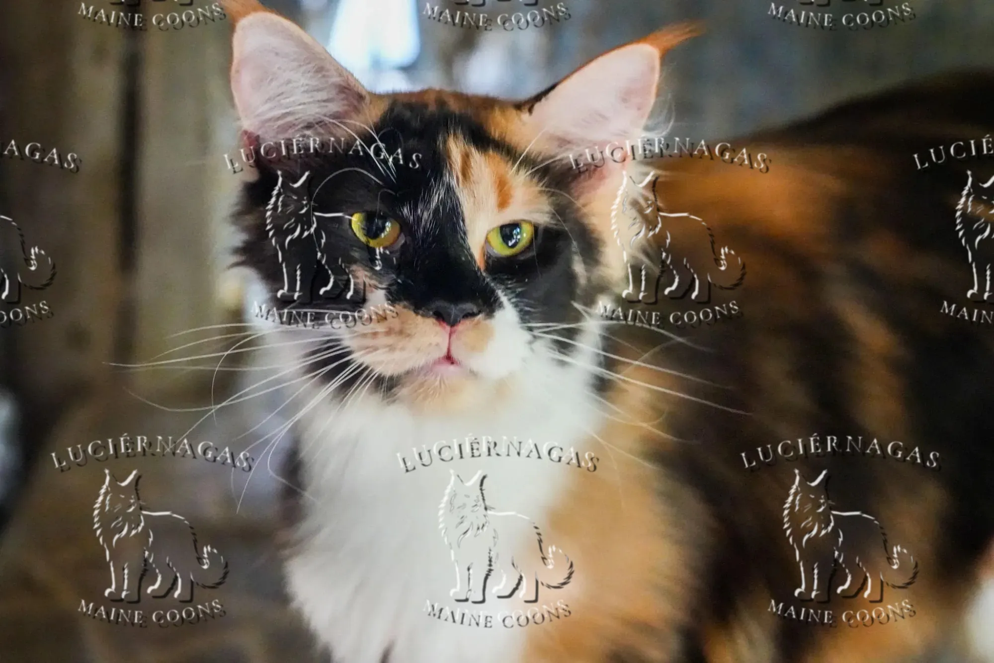 Shimani, Maine Coon