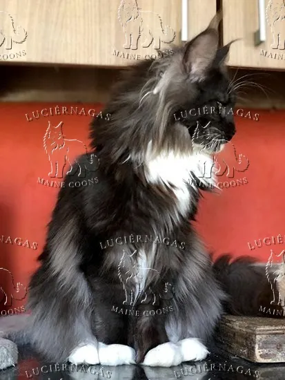 Parvati, Maine Coon black smoke/white