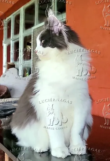 Kaali, Maine Coon blue/white