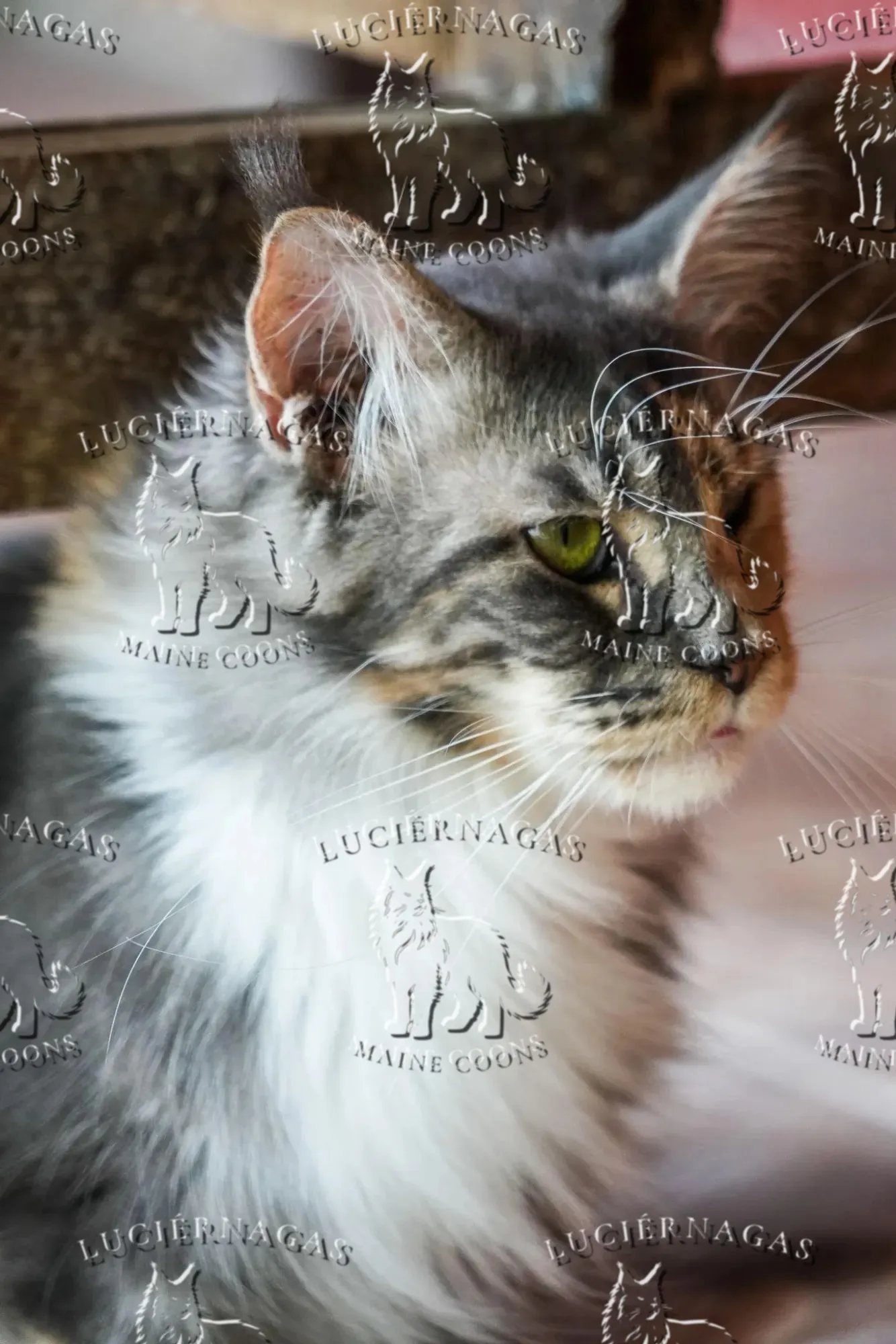 Ekyna, Maine Coon blue silver tabby/white