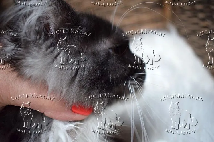 Ying Yang, Maine Coon black smoke/white