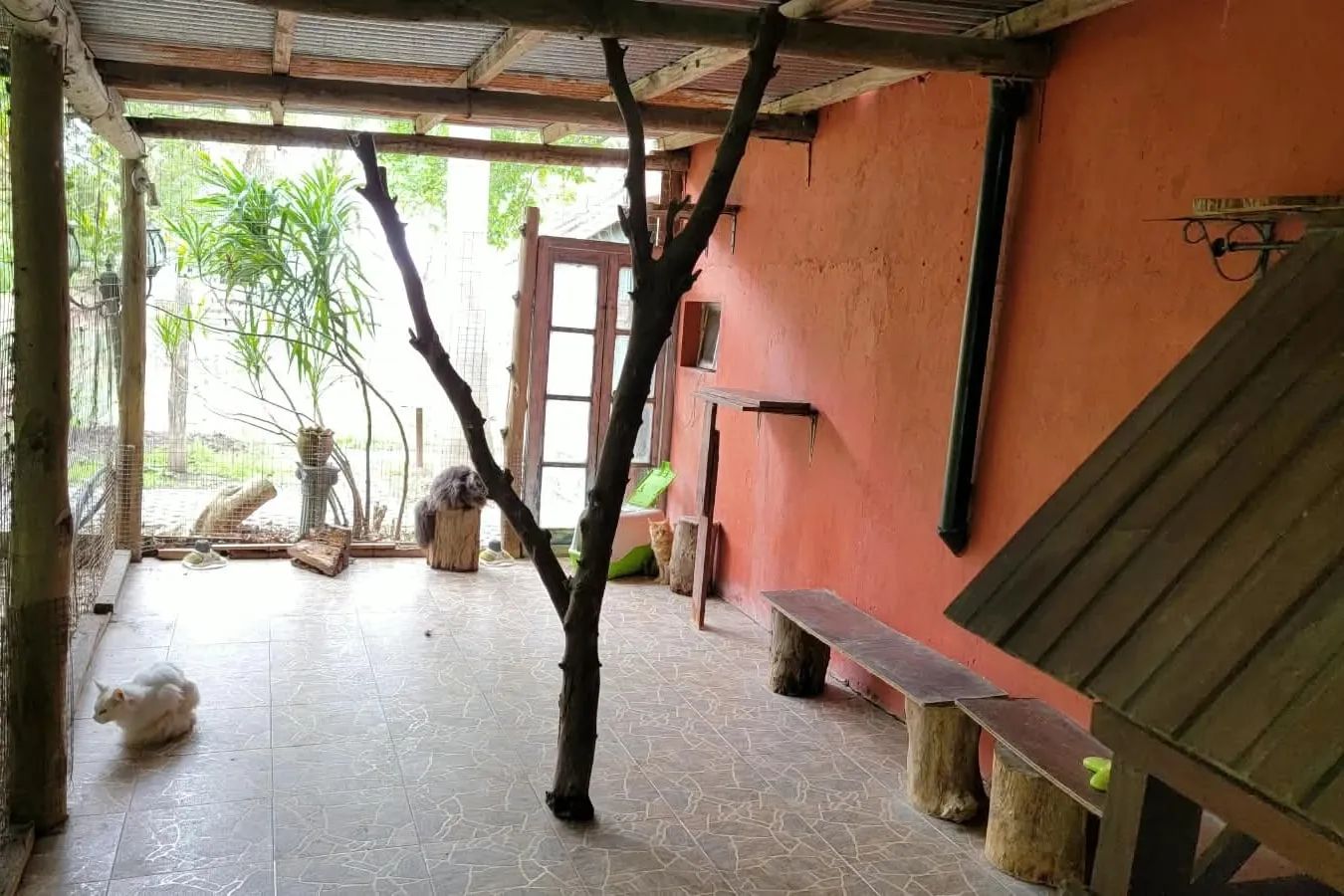 The females' catio: a branched trunk in the middle, a tiled floor, three cats and the garden seen through the wire mesh