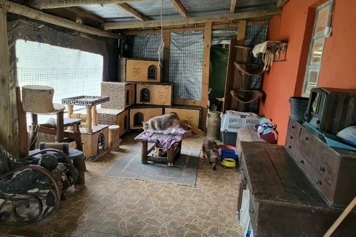The males' catio: wooden houses covered in leopard print, a rocking chair, an antique chest of drawers and cats loose on the tiled floor