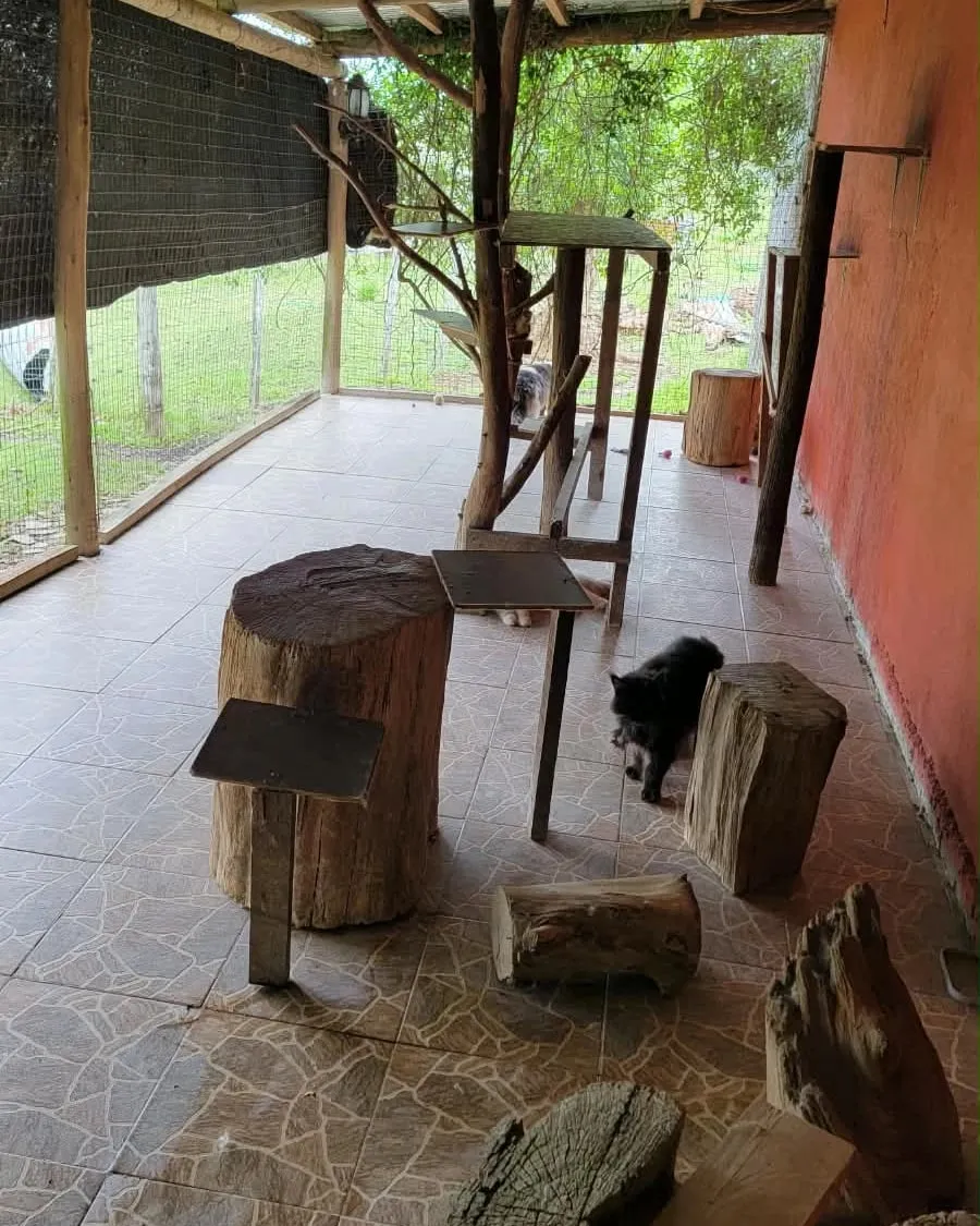 A roofed catio enclosed with wire mesh, with a branched tree, log stools to sit on and a black cat walking, with the garden behind