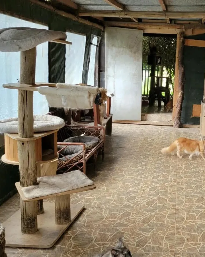 A log scratching post with a round bed on top, hammocks and a leopard-print bed, beside a large window