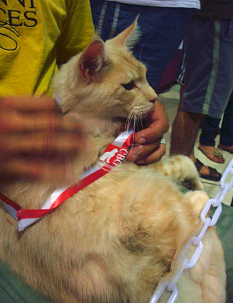 Luciernagas Cayetano at the São Paulo show, 2010