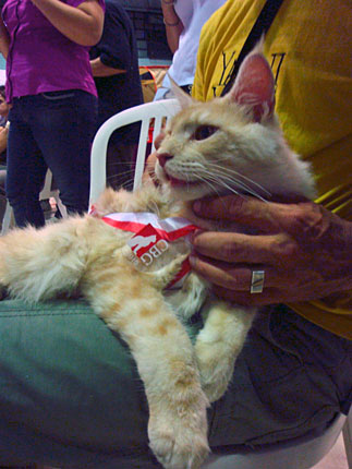 Luciernagas Cayetano at the São Paulo show, 2010