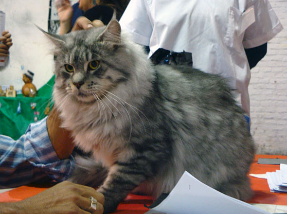 Lesharo of el Dorado at the Montevideo show, 2010