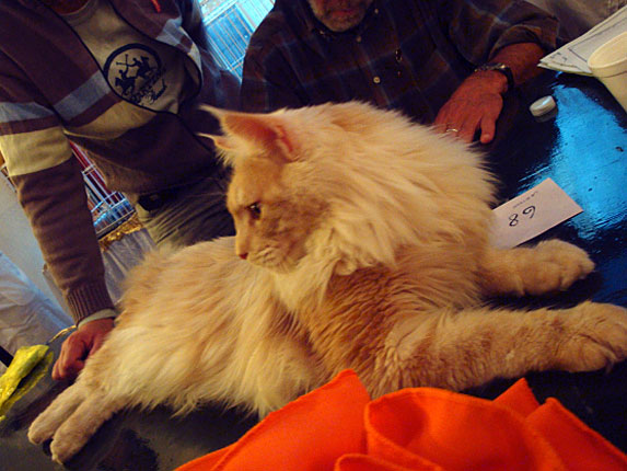 Luciernagas Cayetano at the Buenos Aires show, 2010