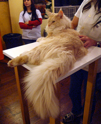 Luciernagas Cayetano at the Buenos Aires show, 2010