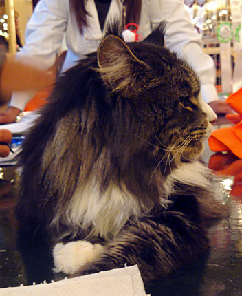 Tekanewas Silvermoon at the Buenos Aires show, 2010