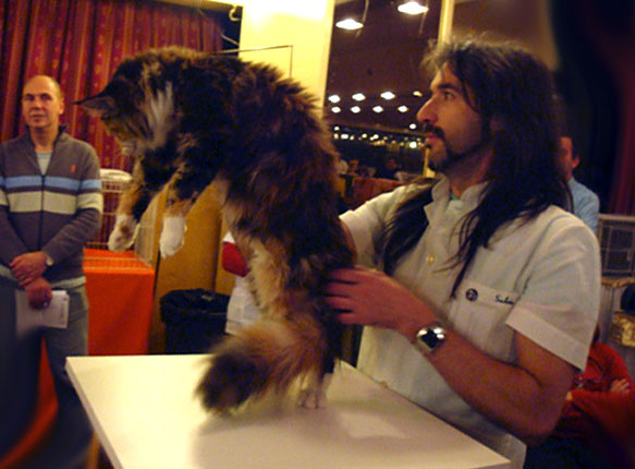 Luciernagas Eclypse at the Buenos Aires show, 2010