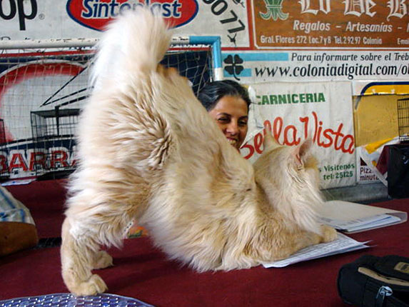 Luciernagas Cayetano at the Colonia show, 2011