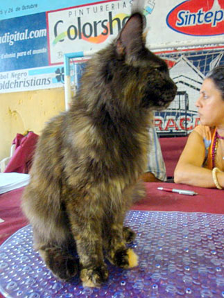 JustCoons Killer Queen at the Colonia show, 2011