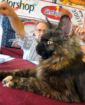 JustCoons Killer Queen at the Colonia show, 2011