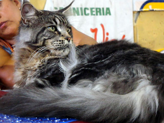 JustCoons Bon Ami at the Colonia show, 2011