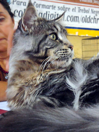 JustCoons Bon Ami at the Colonia show, 2011