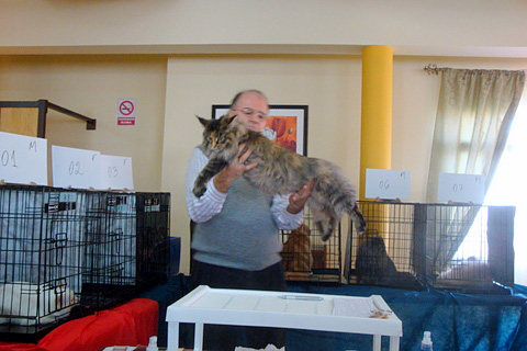 The cattery's cats at the Montevideo show, 2011