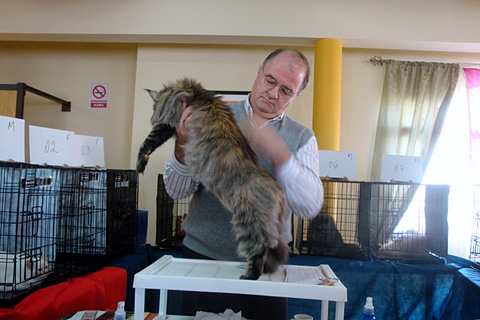 The cattery's cats at the Montevideo show, 2011