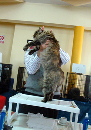 The cattery's cats at the Montevideo show, 2011