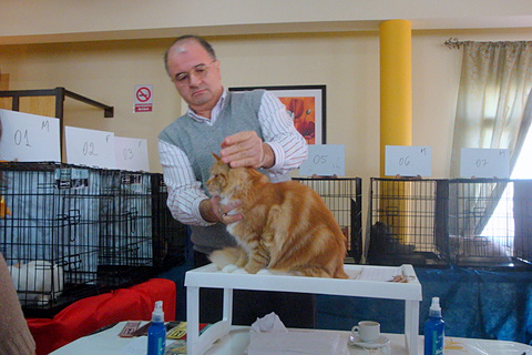 The cattery's cats at the Montevideo show, 2011