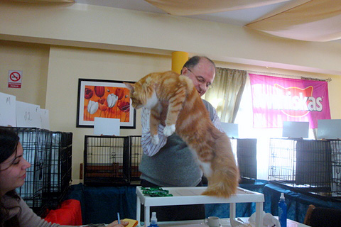 The cattery's cats at the Montevideo show, 2011