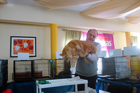 The cattery's cats at the Montevideo show, 2011