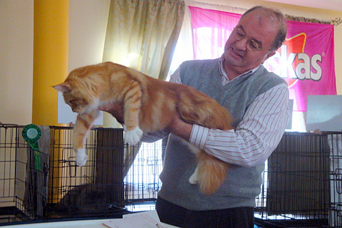 The cattery's cats at the Montevideo show, 2011