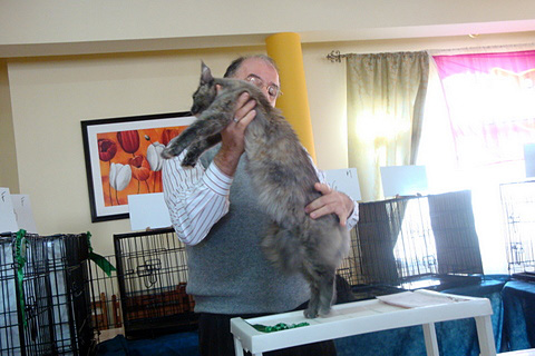 The cattery's cats at the Montevideo show, 2011