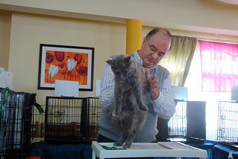 The cattery's cats at the Montevideo show, 2011