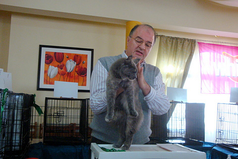 The cattery's cats at the Montevideo show, 2011