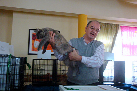 The cattery's cats at the Montevideo show, 2011