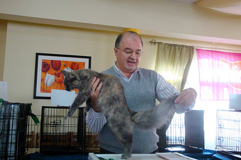 The cattery's cats at the Montevideo show, 2011