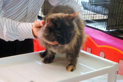 The cattery's cats at the Montevideo show, 2011
