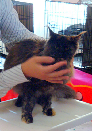 The cattery's cats at the Montevideo show, 2011