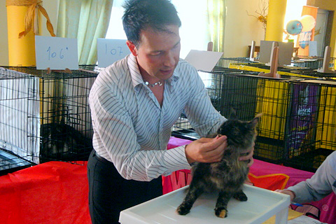 The cattery's cats at the Montevideo show, 2011