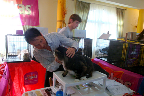 The cattery's cats at the Montevideo show, 2011