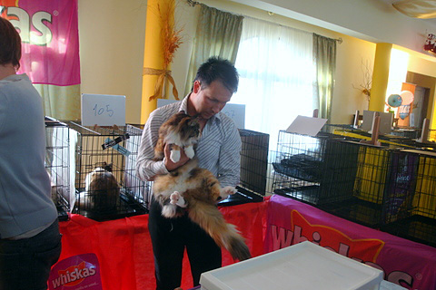 The cattery's cats at the Montevideo show, 2011
